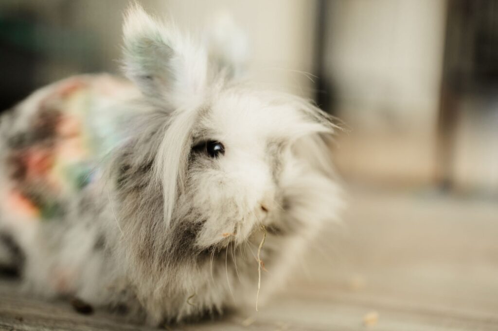 Tierheim Hattersheim - PHOTO 2025 11 24 17 21 21