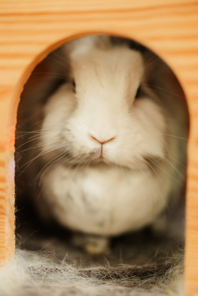 Tierheim Hattersheim - PHOTO 2025 11 24 17 21 21 2