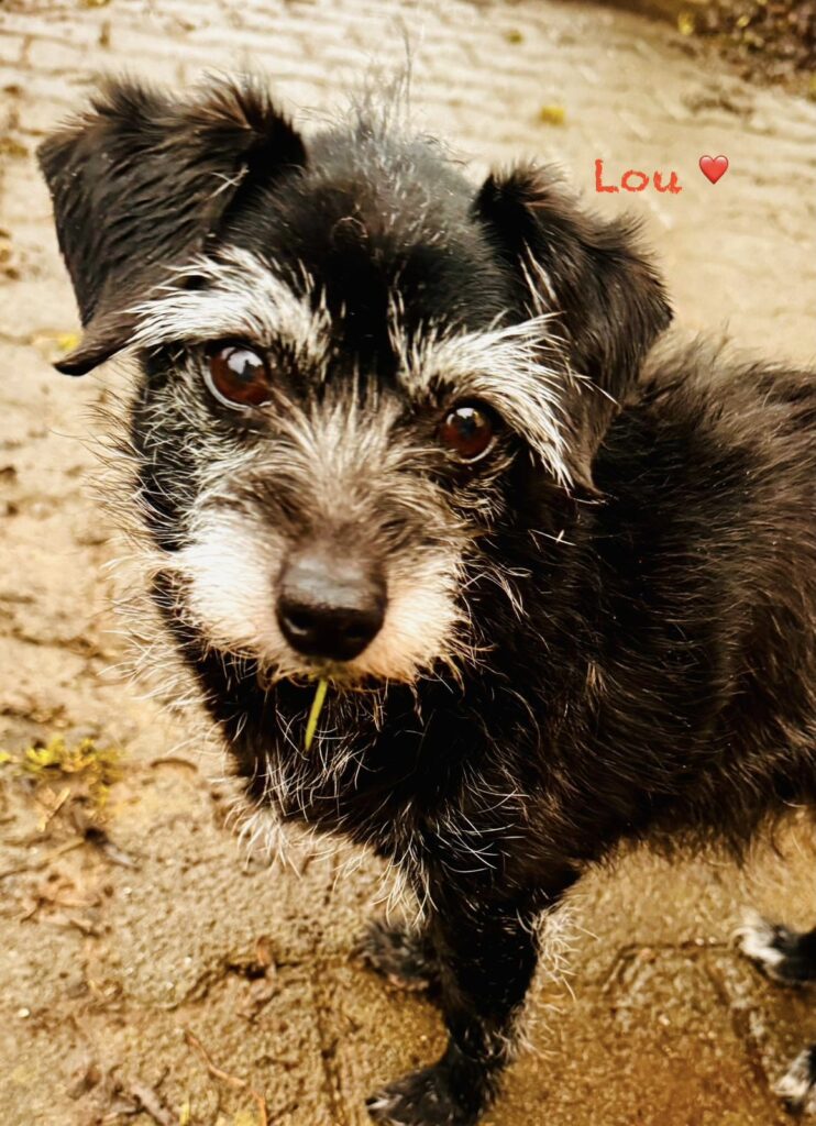 Bella & Lou 1 Tierheim Hattersheim - PHOTO 2026 02 03 11 25 15