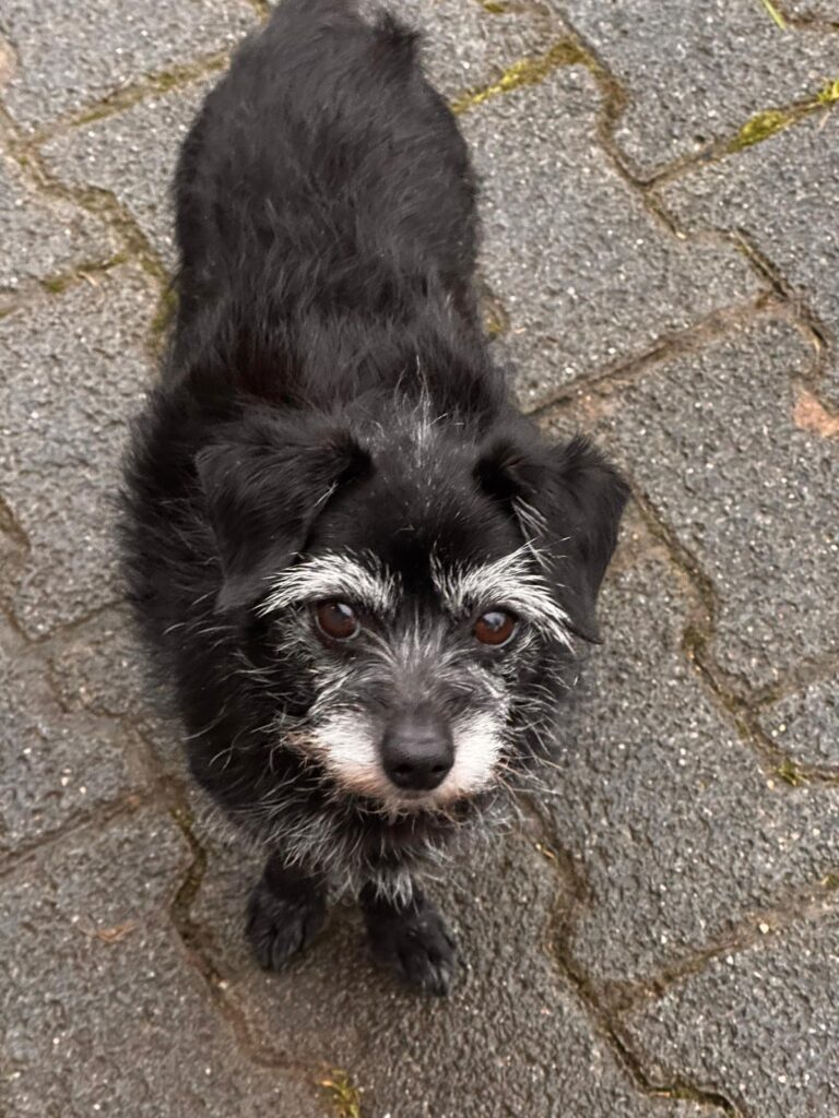 Bella & Lou 4 Tierheim Hattersheim - PHOTO 2026 02 03 11 25 16