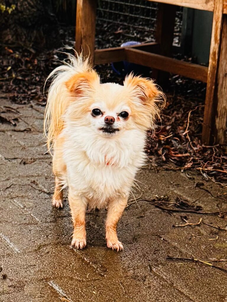 Bella & Lou 3 Tierheim Hattersheim - PHOTO 2026 02 03 11 25 18 2