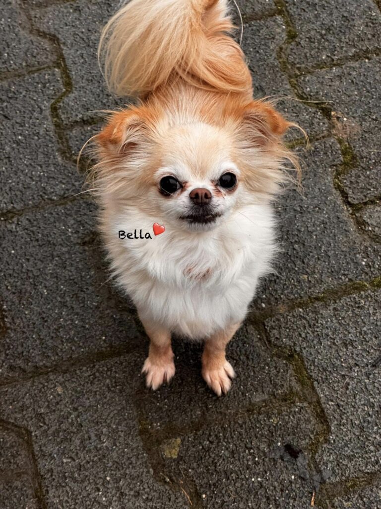 Bella & Lou 2 Tierheim Hattersheim - PHOTO 2026 02 03 11 25 18