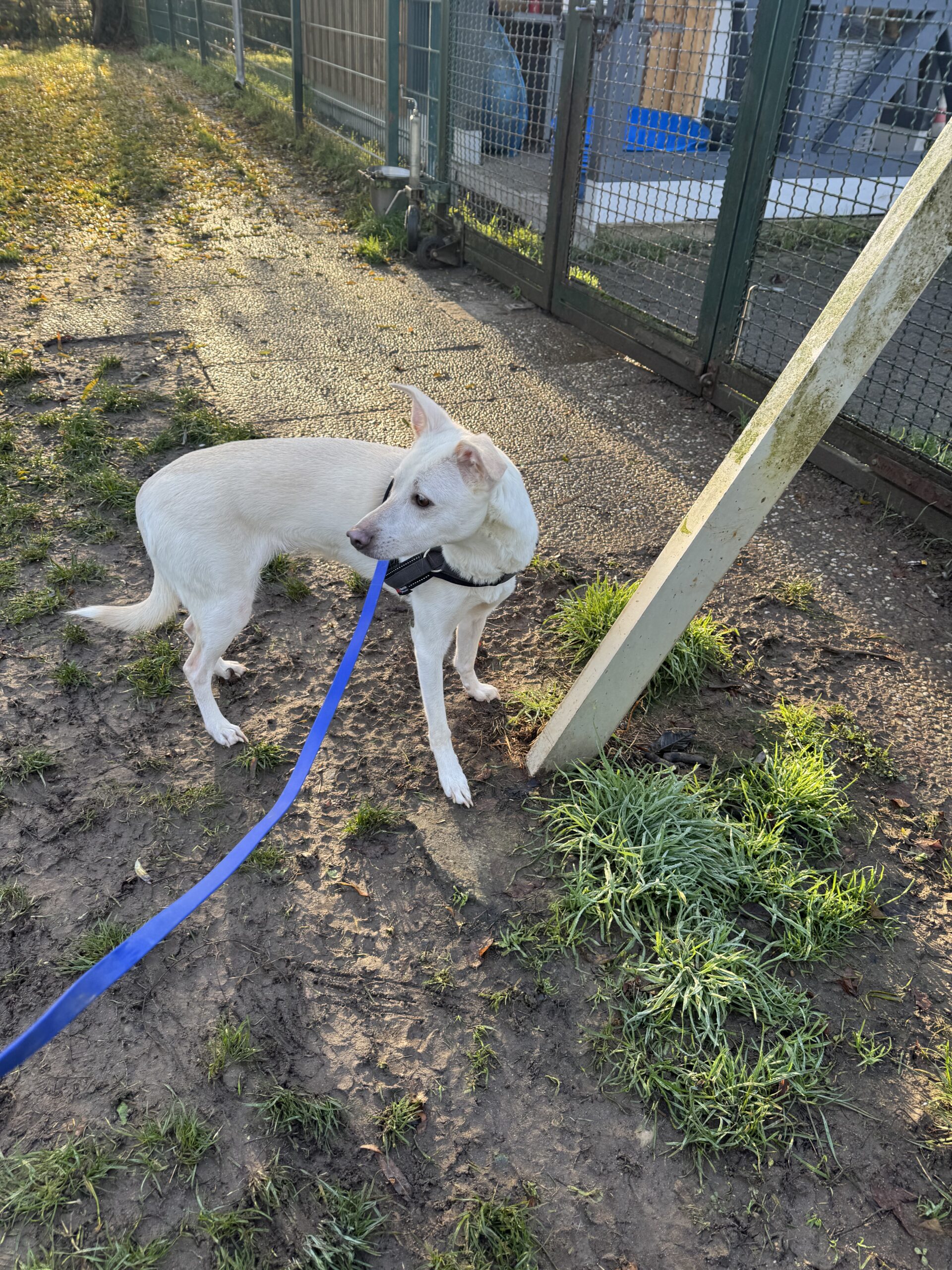 Tierheim Hattersheim - IMG 4851 scaled