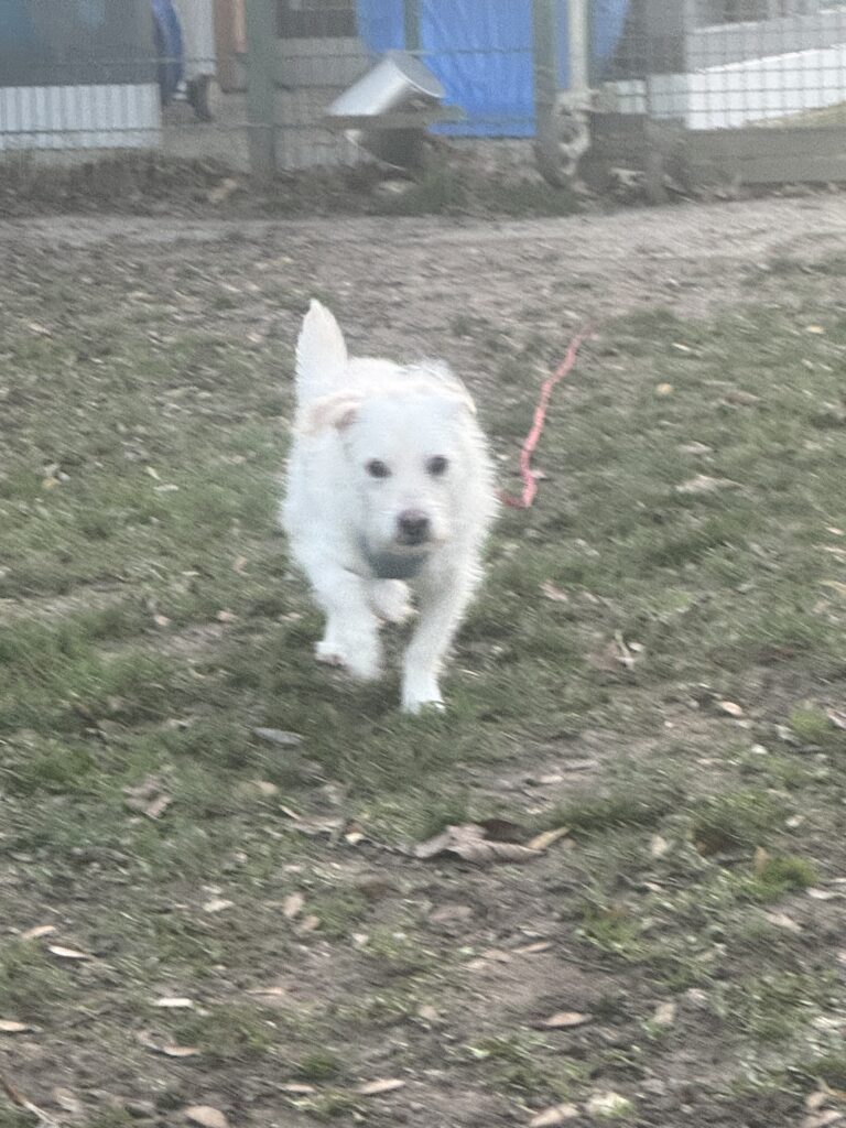 Tierheim Hattersheim - IMG 5018 1