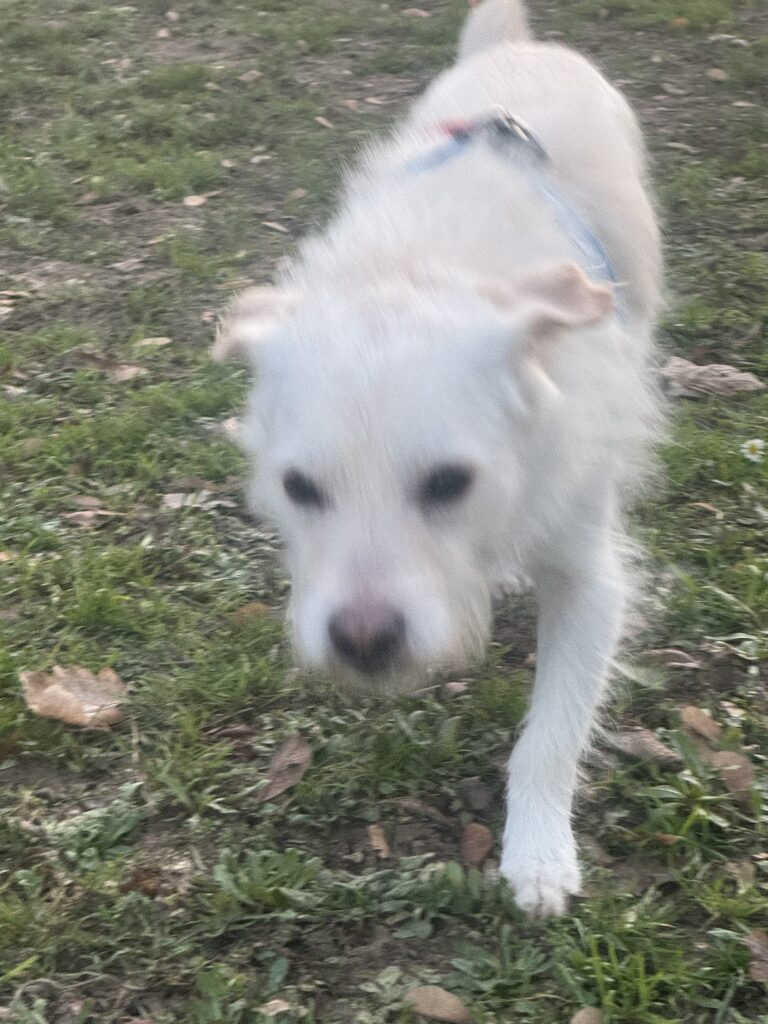 Tierheim Hattersheim - IMG 5019 1