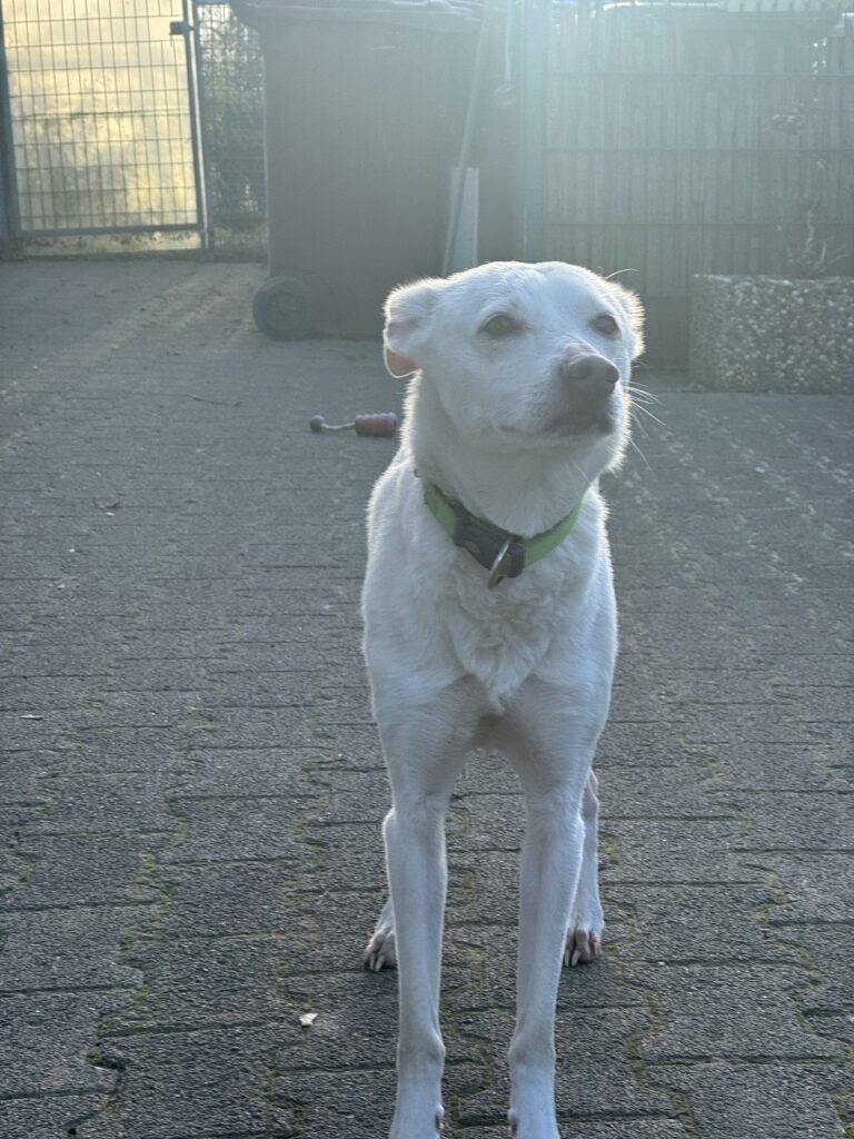 Tierheim Hattersheim - IMG 5034