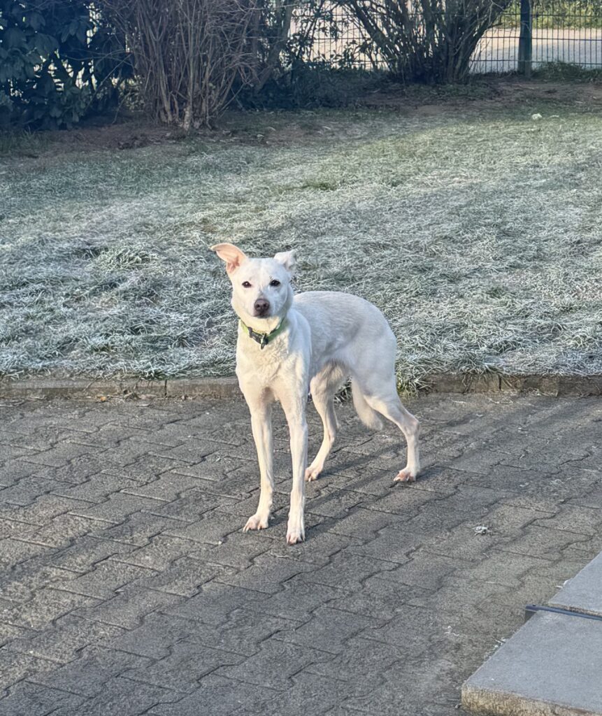 Tierheim Hattersheim - IMG 5037