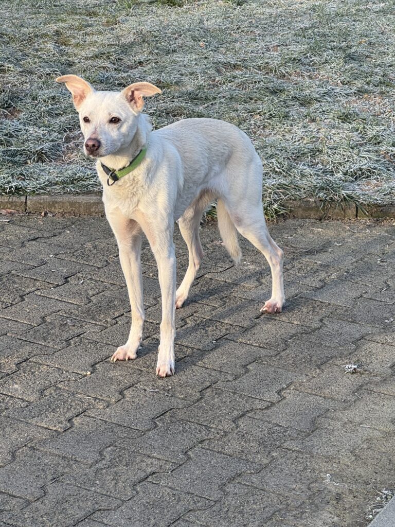 Tierheim Hattersheim - IMG 5039