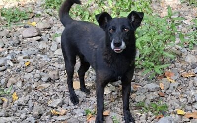 Fremdvermittlung 1 Freddy/ nicht im Tierheim