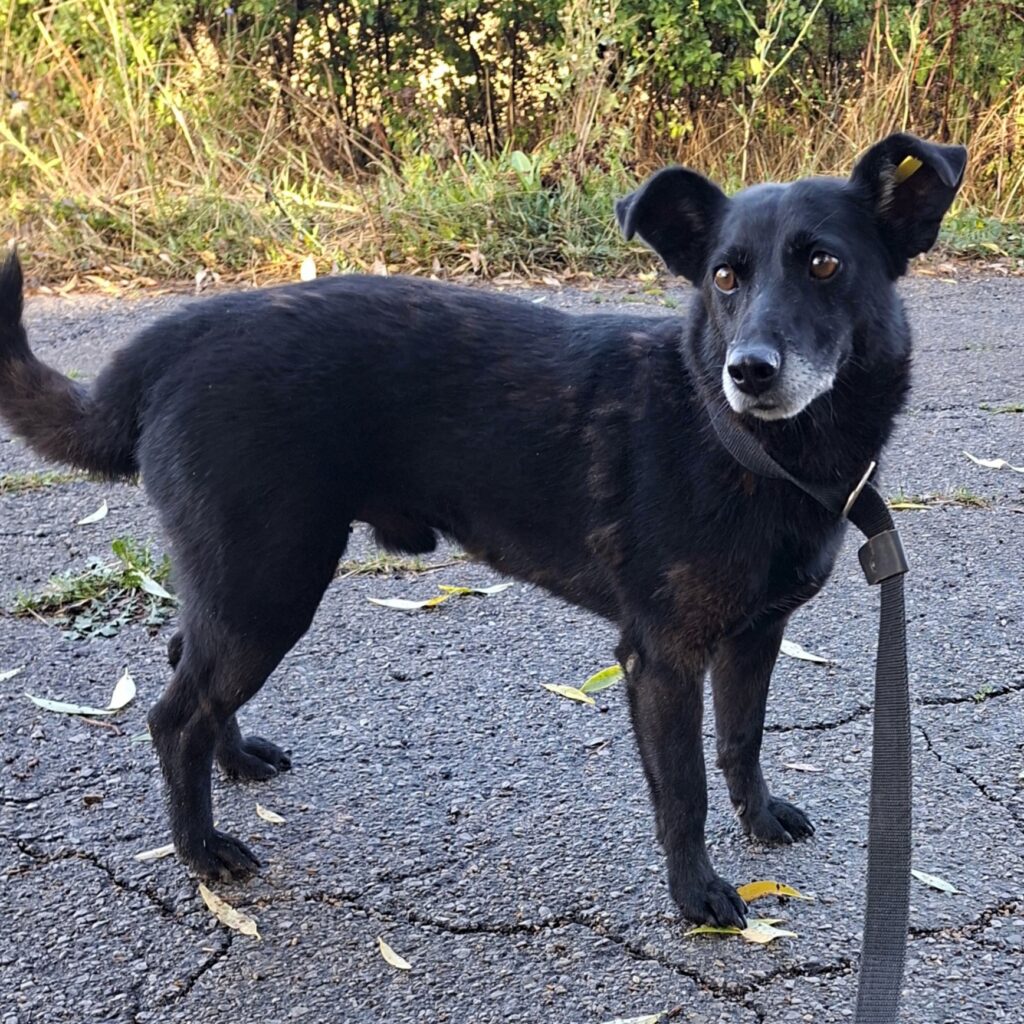 Freddy/ nicht im Tierheim 1 Tierheim Hattersheim - IMG 7942