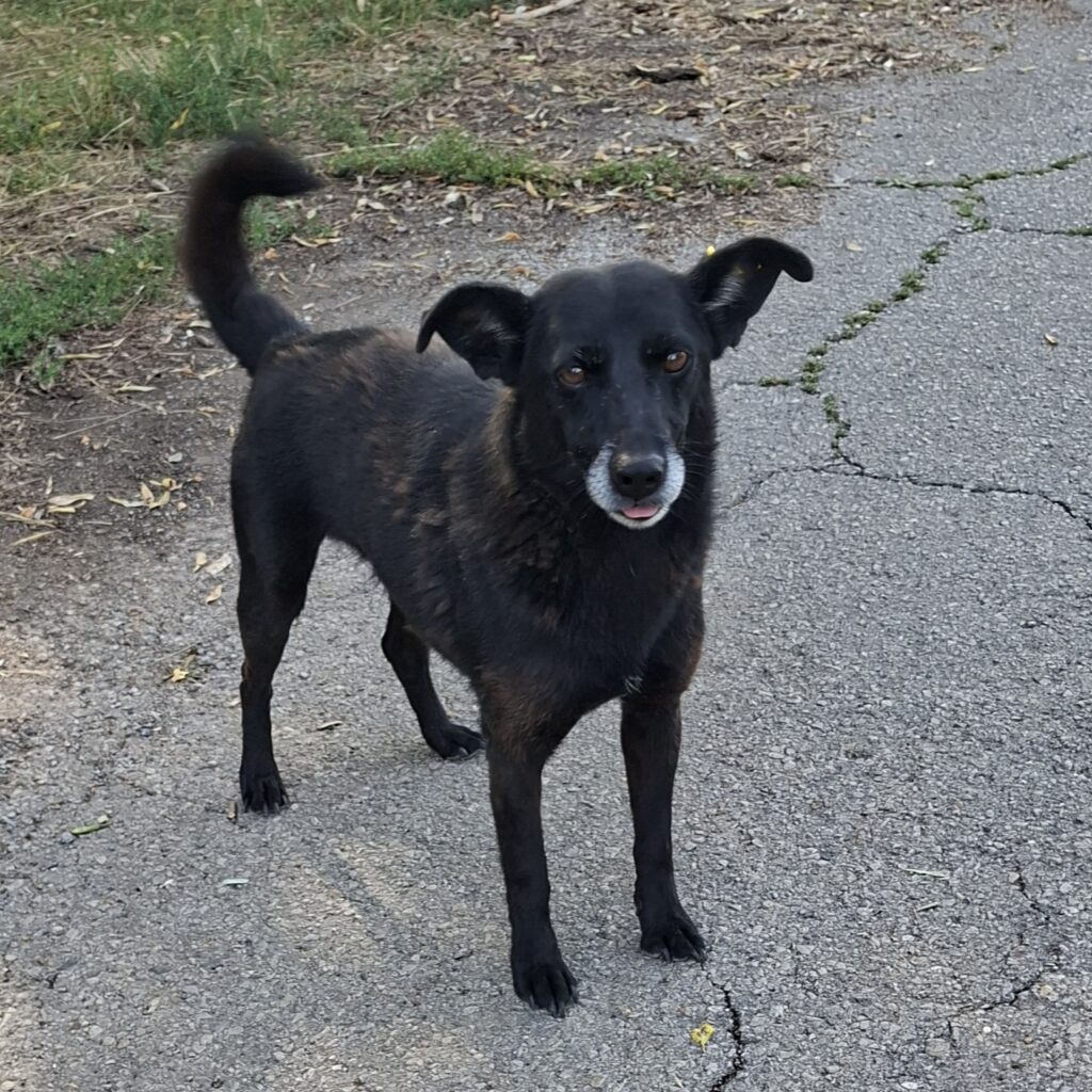 Freddy/ nicht im Tierheim 4 Tierheim Hattersheim - IMG 7943