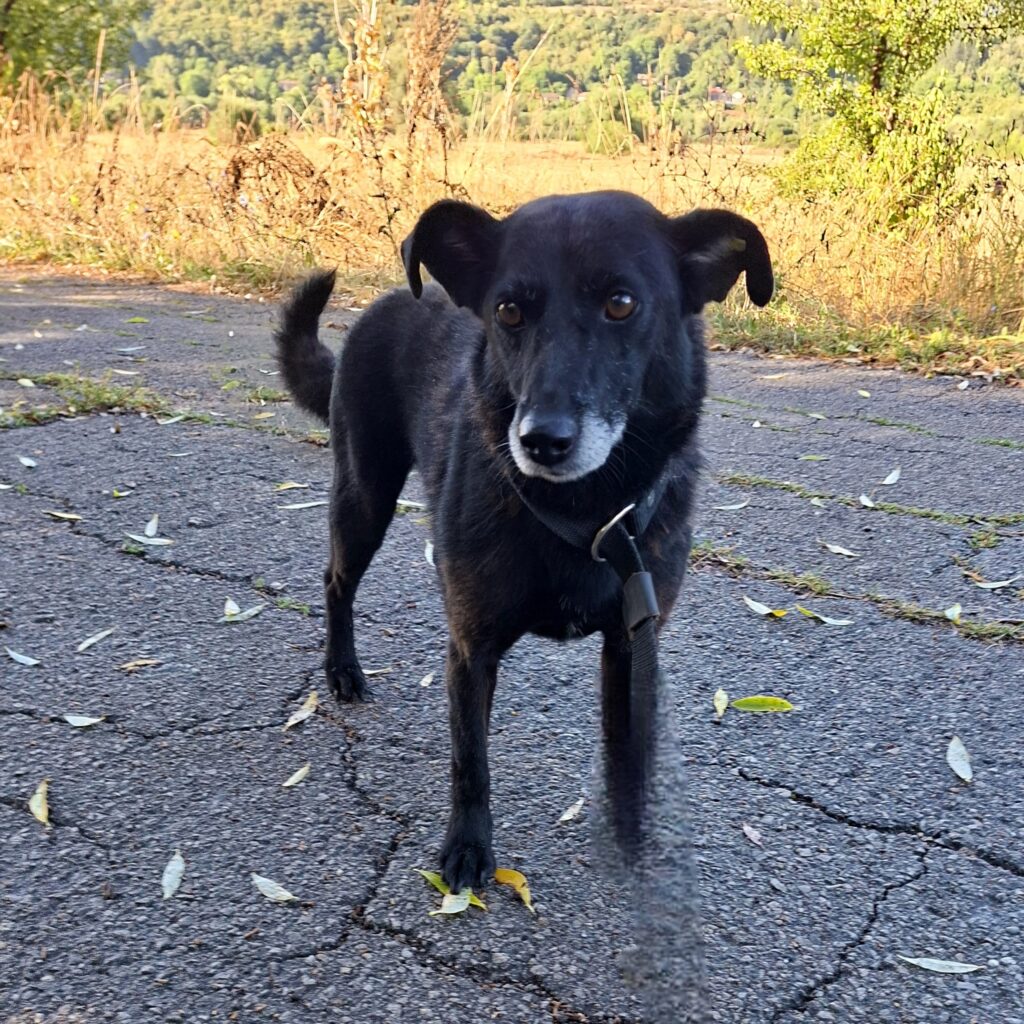 Freddy/ nicht im Tierheim 2 Tierheim Hattersheim - IMG 7944