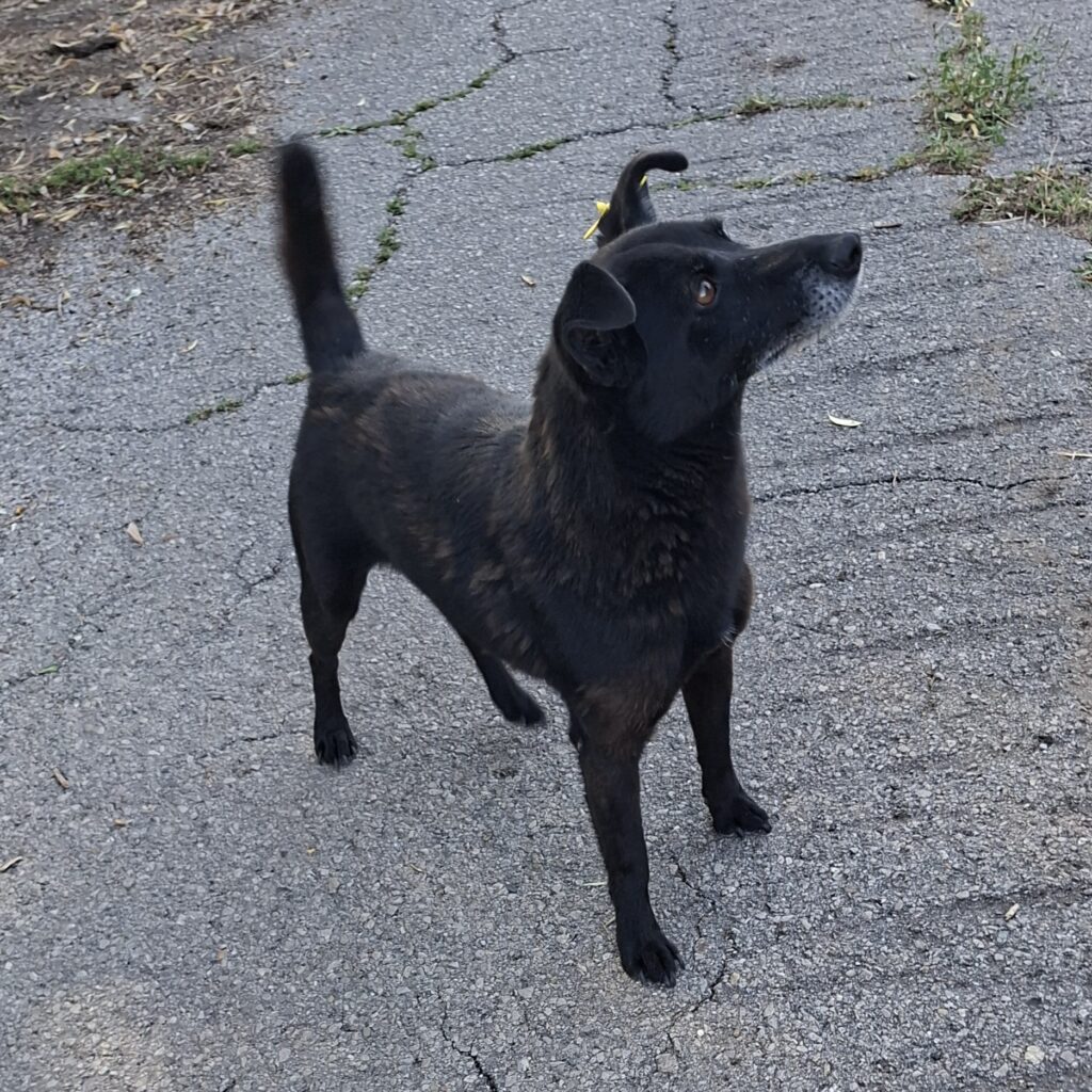 Freddy/ nicht im Tierheim 3 Tierheim Hattersheim - IMG 7945