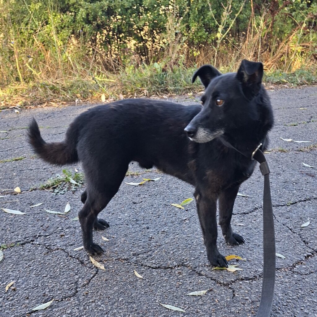 Freddy/ nicht im Tierheim 6 Tierheim Hattersheim - IMG 7946