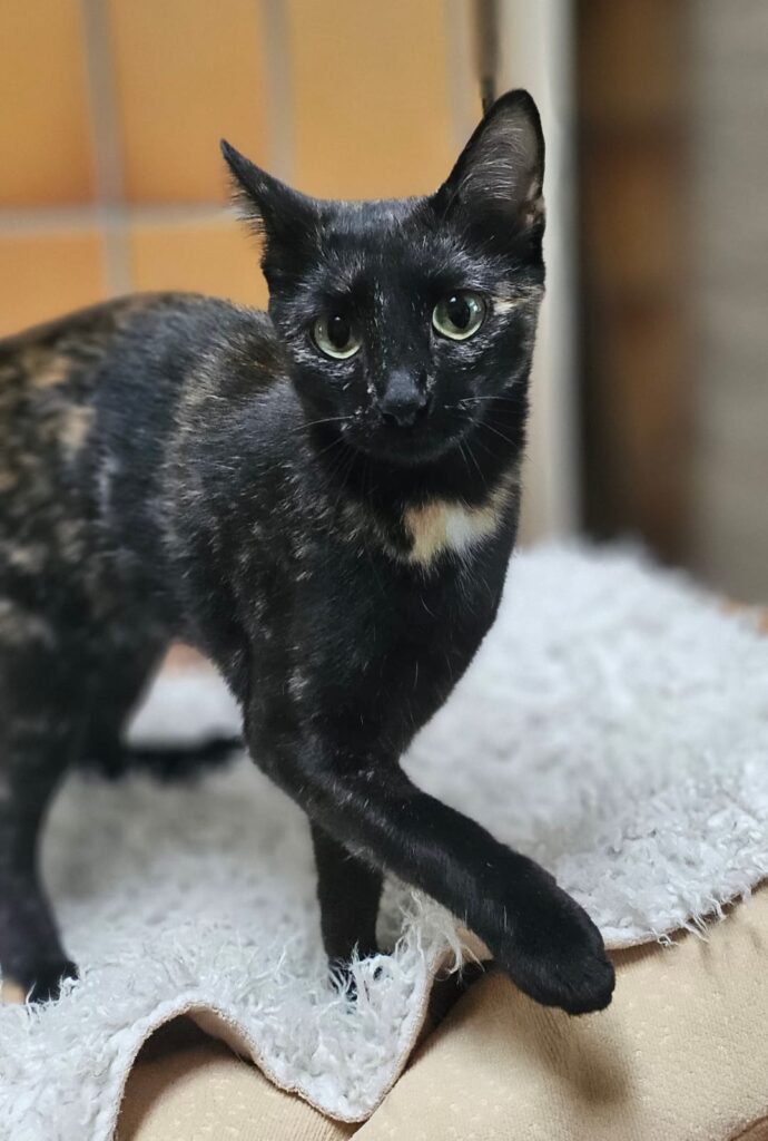 Tierheim Hattersheim - PHOTO 2025 12 05 16 16 41 2