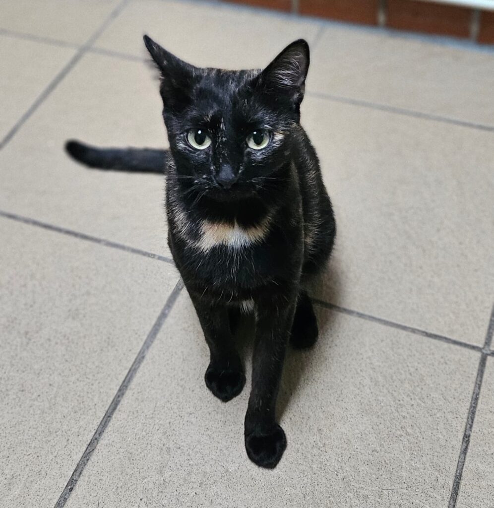 Tierheim Hattersheim - PHOTO 2025 12 05 16 16 41 3