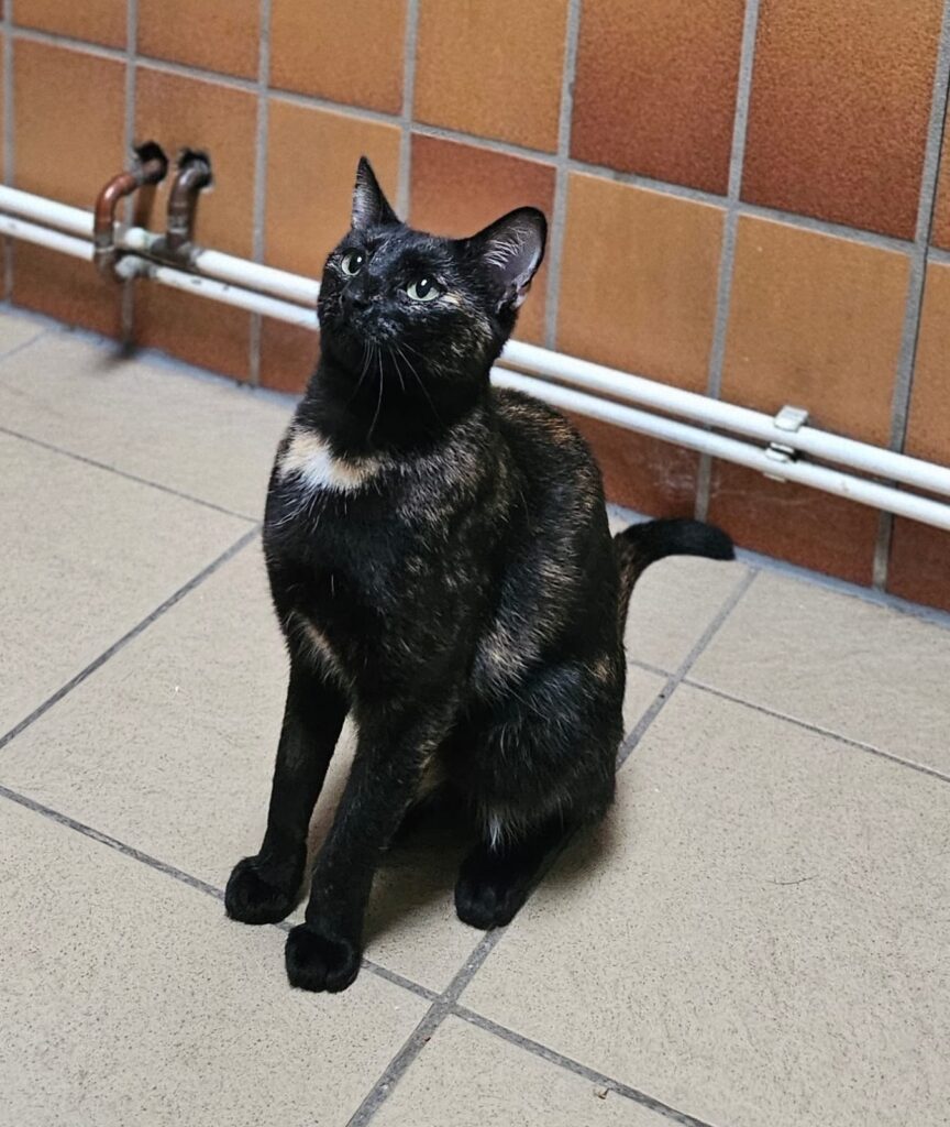 Tierheim Hattersheim - PHOTO 2025 12 05 16 16 41 5 1