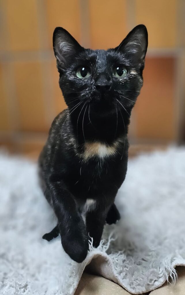 Tierheim Hattersheim - PHOTO 2025 12 05 16 16 41 6