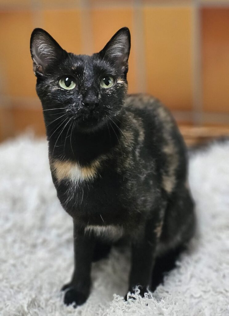 Tierheim Hattersheim - PHOTO 2025 12 05 16 16 41