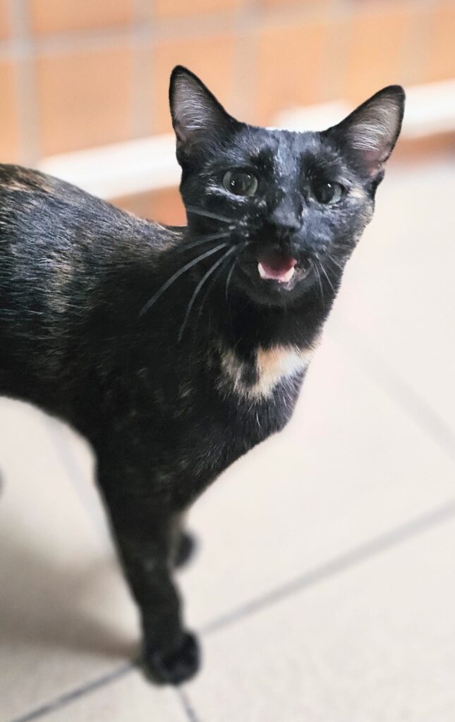 Tierheim Hattersheim - PHOTO 2025 12 05 16 16 42 2