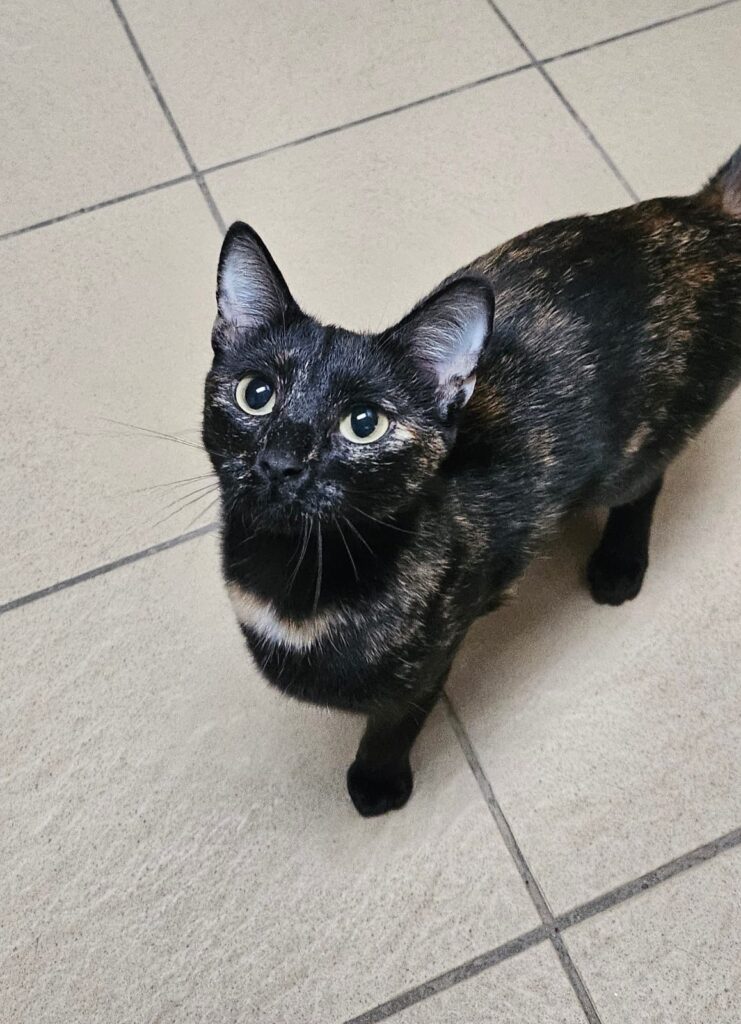 Tierheim Hattersheim - PHOTO 2025 12 05 16 16 42 3