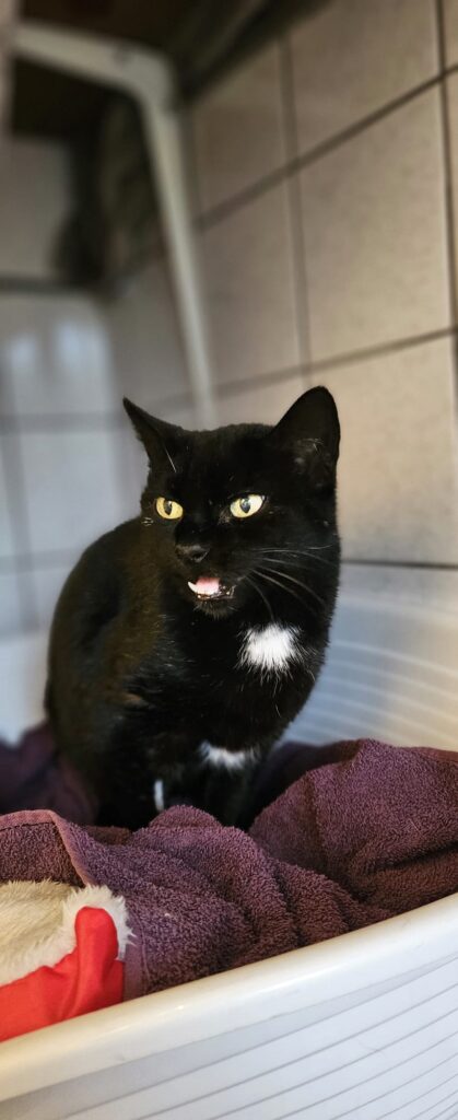 Sofie 3 Tierheim Hattersheim - PHOTO 2025 12 12 18 00 07 2