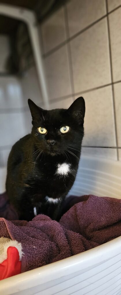 Sofie 6 Tierheim Hattersheim - PHOTO 2025 12 12 18 00 07 3