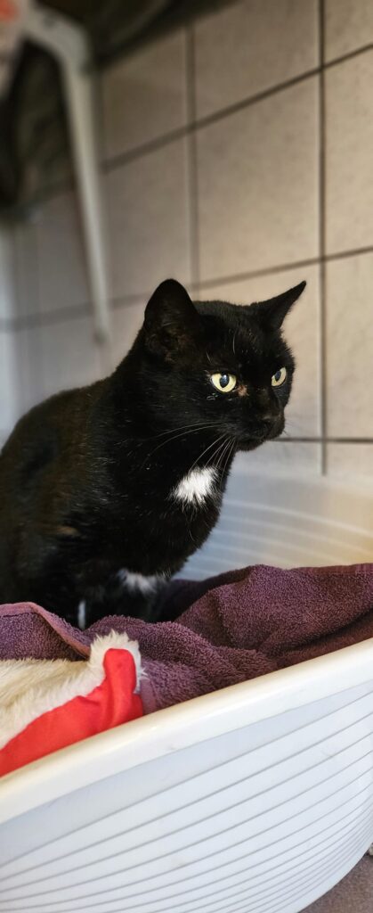 Sofie 5 Tierheim Hattersheim - PHOTO 2025 12 12 18 00 07 4