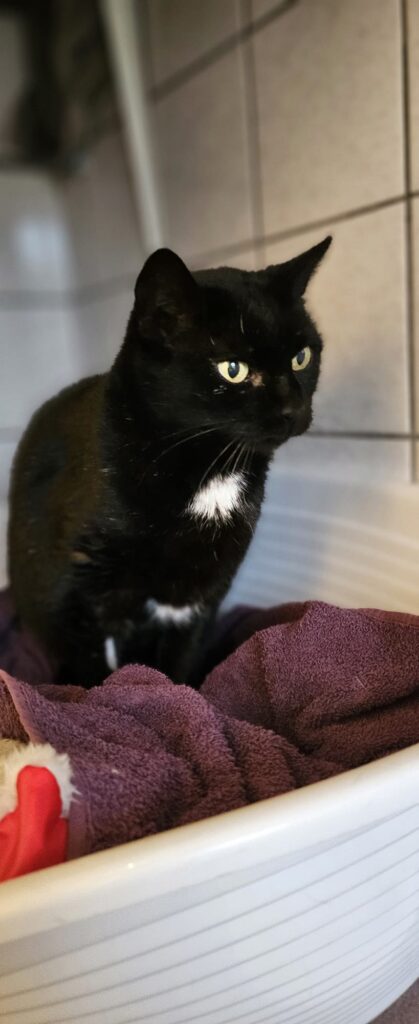 Sofie 4 Tierheim Hattersheim - PHOTO 2025 12 12 18 00 07