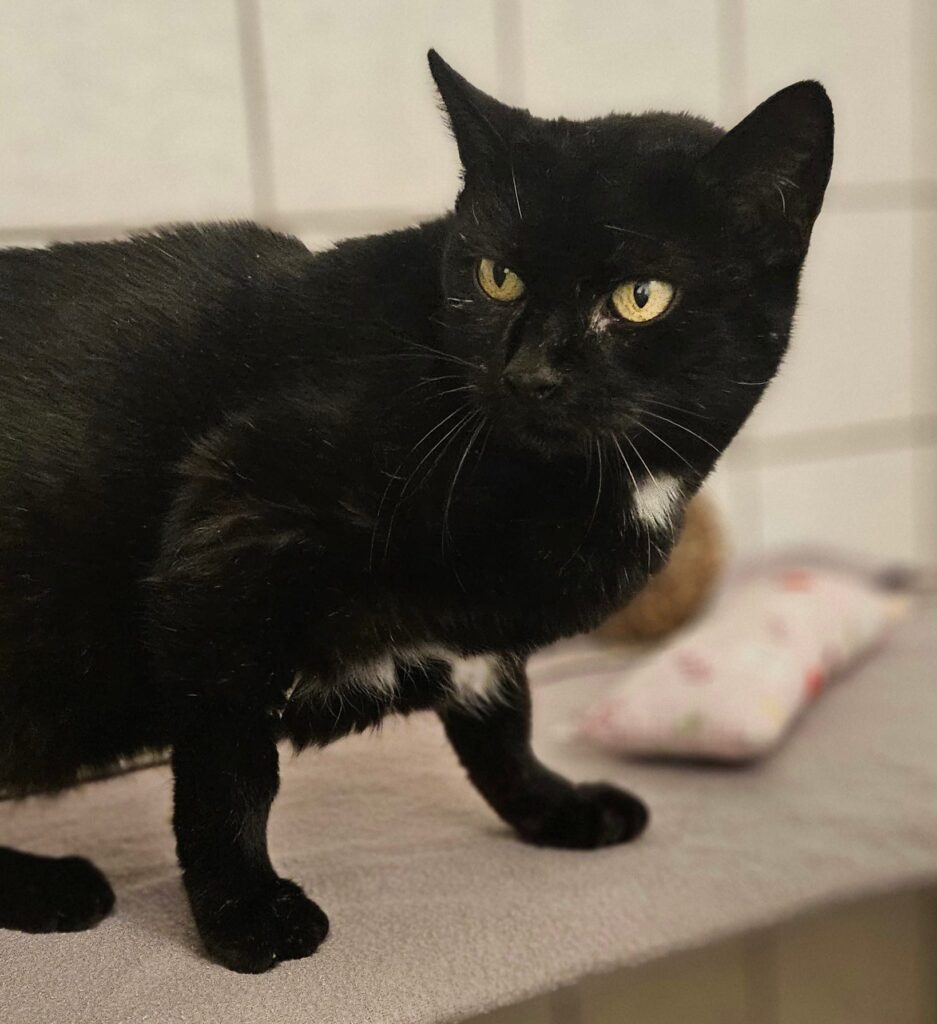 Sofie 1 Tierheim Hattersheim - PHOTO 2025 12 12 18 09 51 2