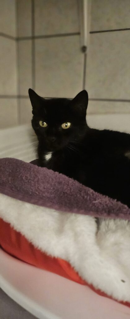 Sofie 2 Tierheim Hattersheim - PHOTO 2025 12 12 18 09 51