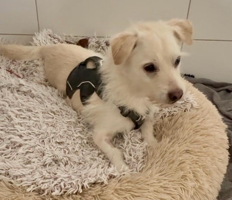 Tierheim Hattersheim - PHOTO 2025 12 29 20 32 00 2