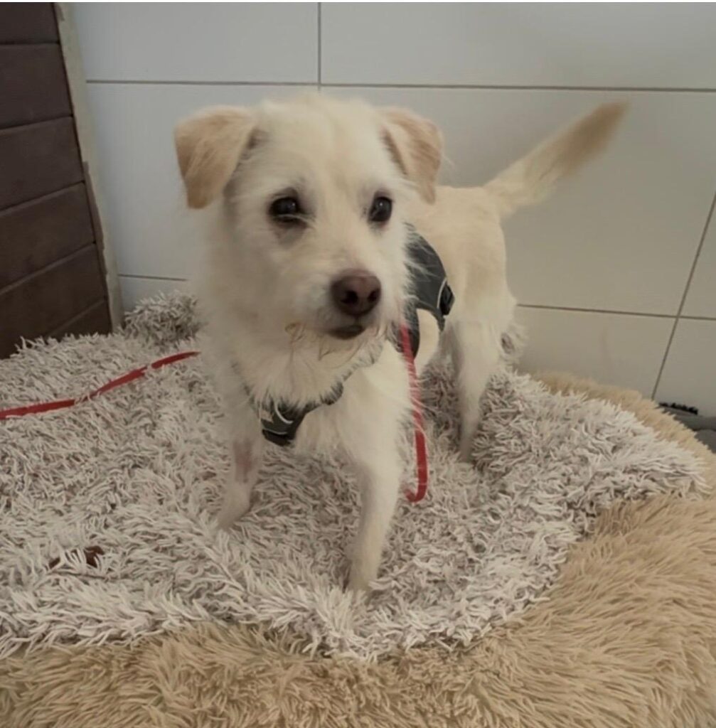 Tierheim Hattersheim - PHOTO 2025 12 29 20 32 00 3