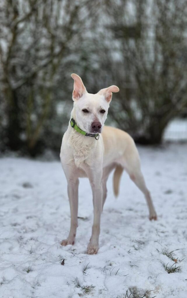 Tierheim Hattersheim - PHOTO 2026 01 06 13 24 07 3