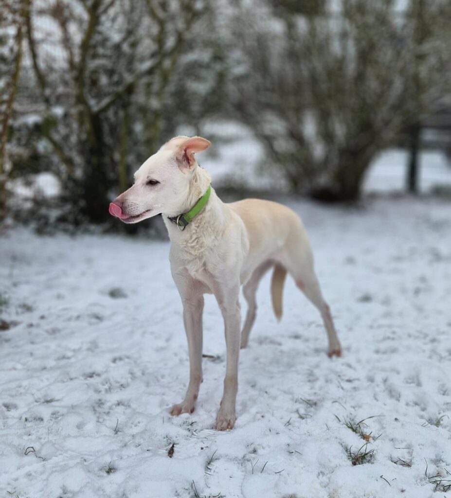 Tierheim Hattersheim - PHOTO 2026 01 06 13 24 07