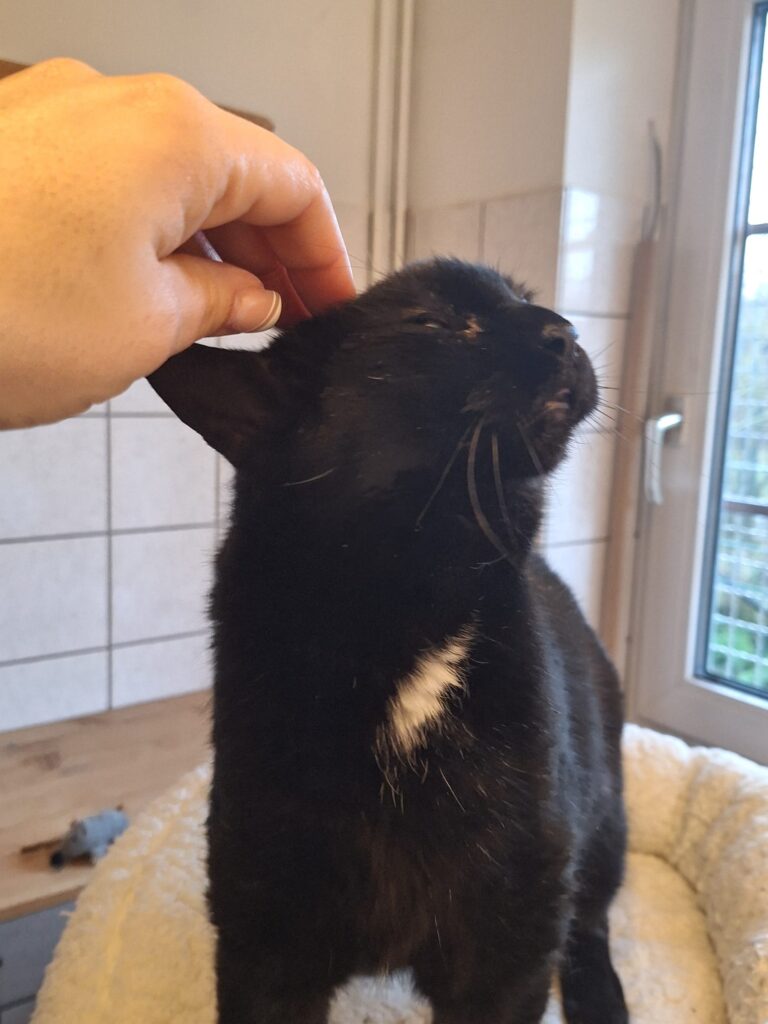 Tierheim Hattersheim - PHOTO 2026 01 17 11 31 58