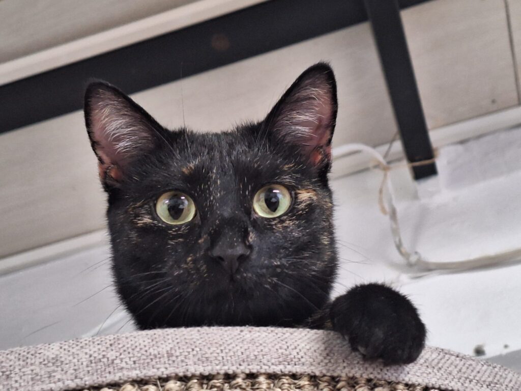 Tierheim Hattersheim - PHOTO 2026 01 17 11 37 19