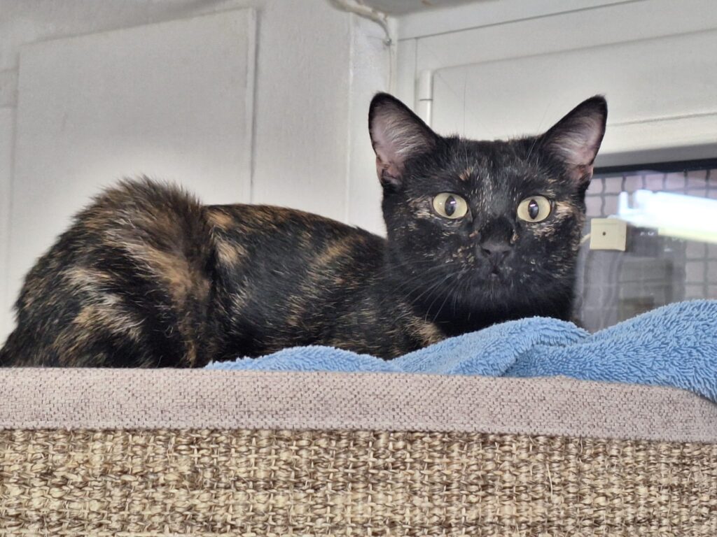 Tierheim Hattersheim - PHOTO 2026 01 17 11 37 51