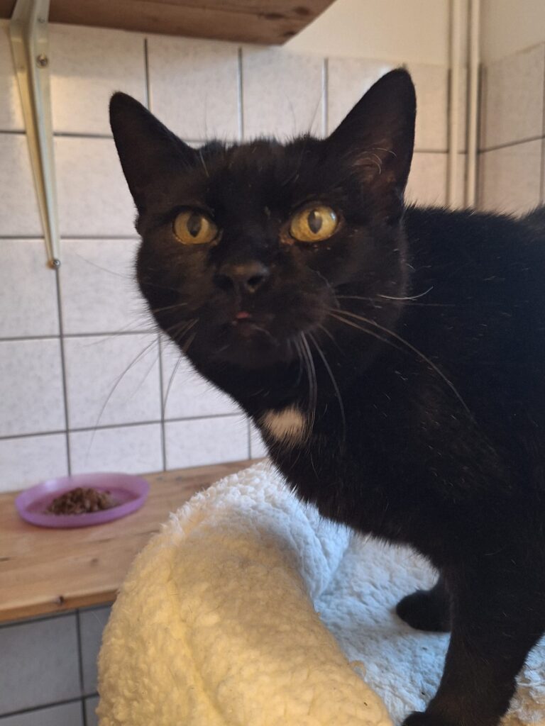 Tierheim Hattersheim - PHOTO 2026 01 17 11 37 57