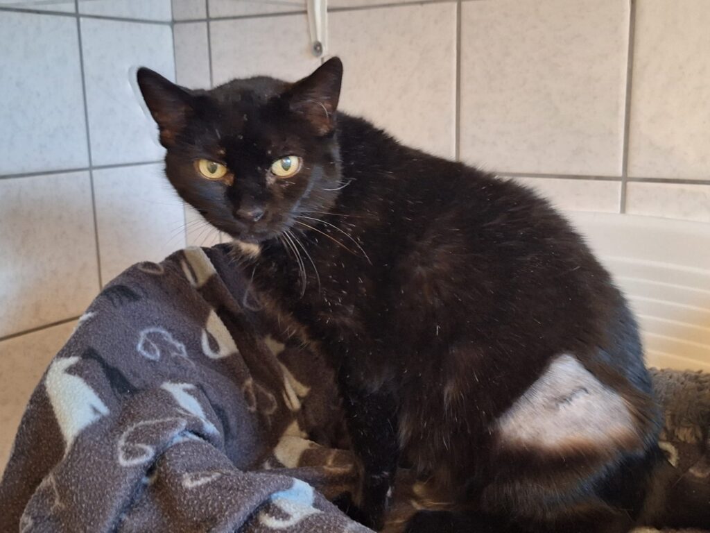 Tierheim Hattersheim - PHOTO 2026 01 17 11 58 01