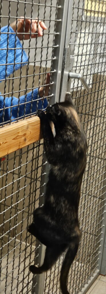 Tierheim Hattersheim - image00000111