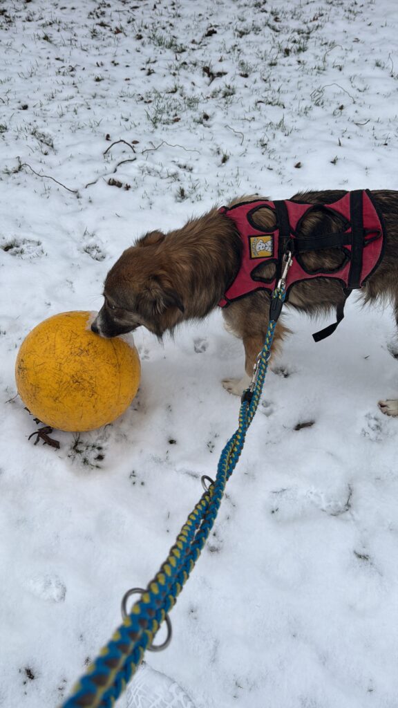 Tierheim Hattersheim - 56139534 AA96 4CD5 BEBB EE134052668F