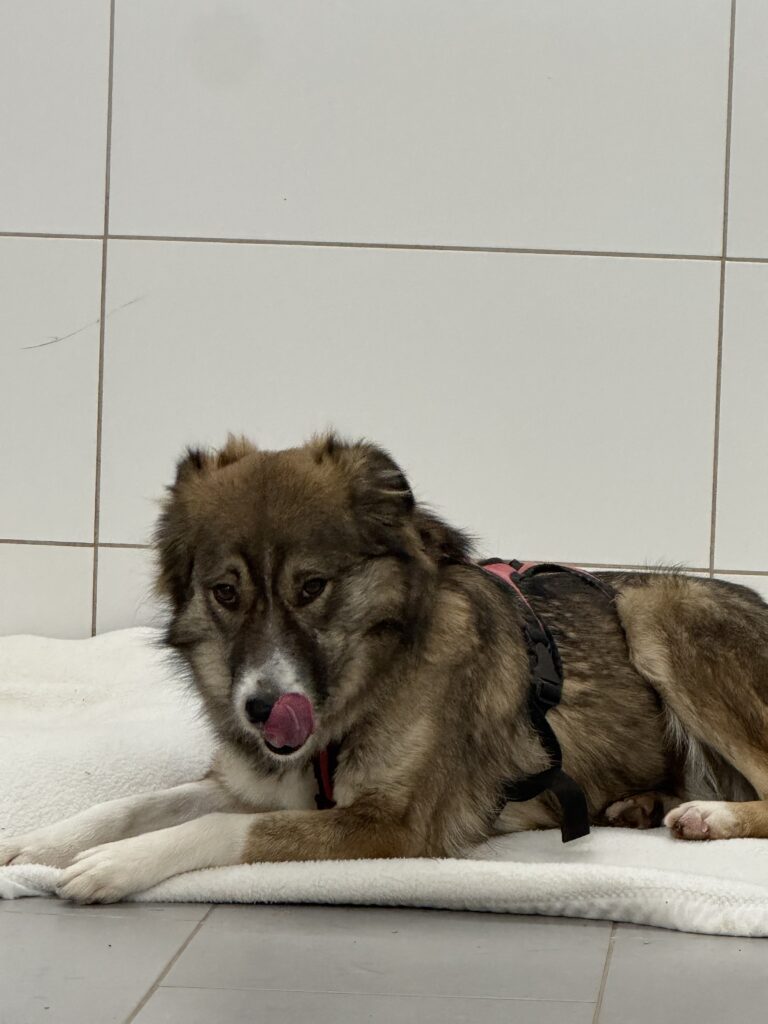 Tierheim Hattersheim - IMG 5128