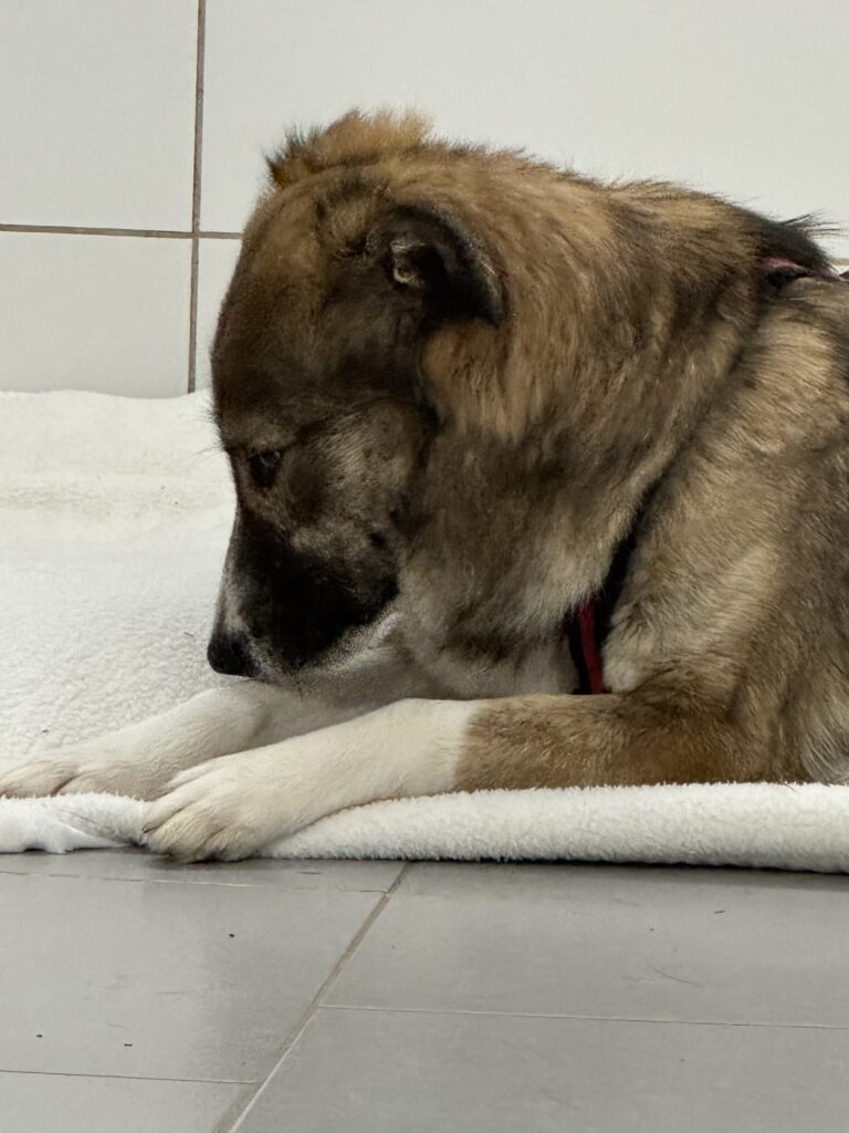 Tierheim Hattersheim - IMG 5132