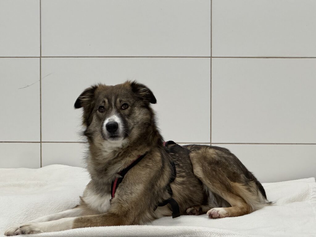 Tierheim Hattersheim - IMG 5136