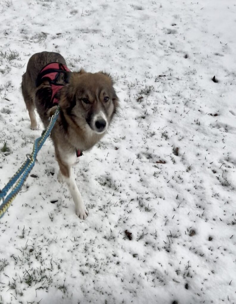 Tierheim Hattersheim - IMG 5285