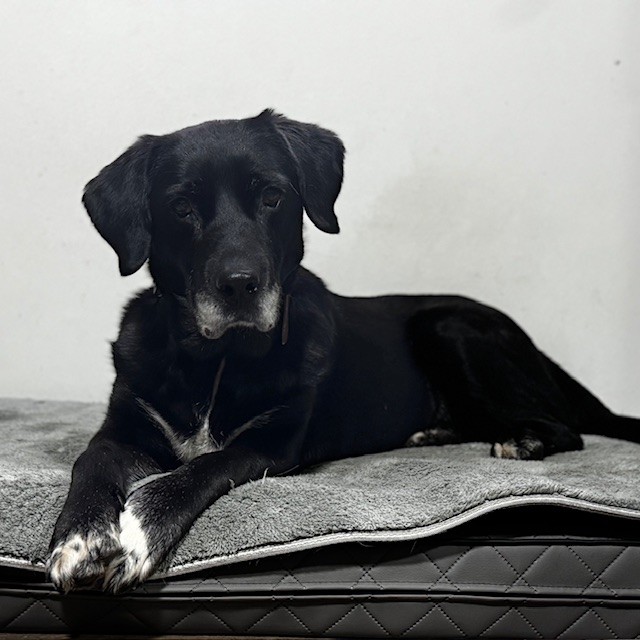 Tierheim Hattersheim - IMG 8007 1