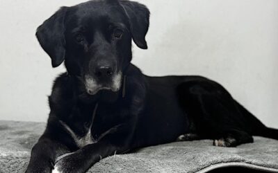 Fremdvermittlung 2 Chérie/ nicht im Tierheim