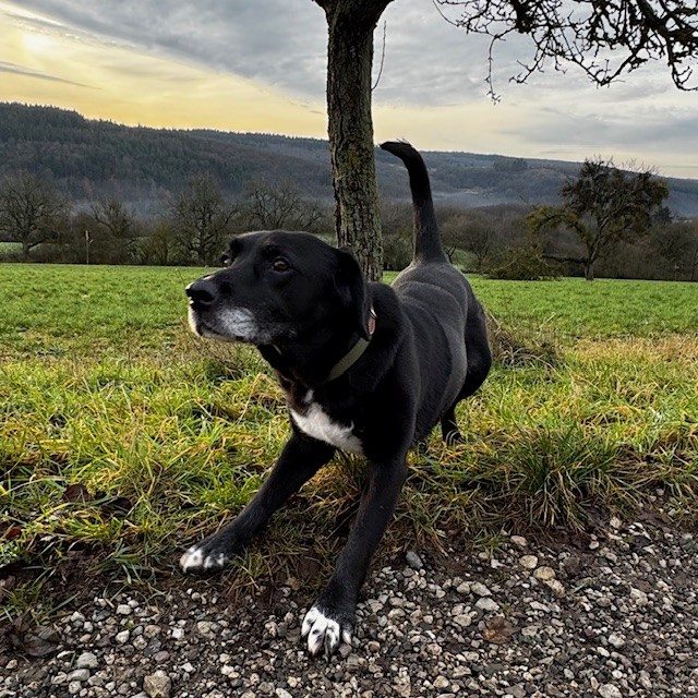 Tierheim Hattersheim - IMG 8008