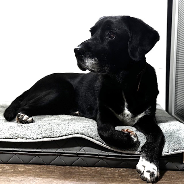 Tierheim Hattersheim - IMG 8009 1